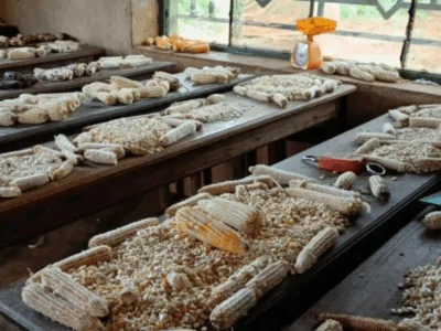 Climate change brings changes to North Kivu’s agricultural practices in the DRC