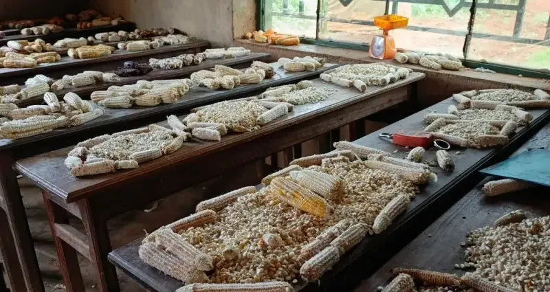 A maize variety exhibition.